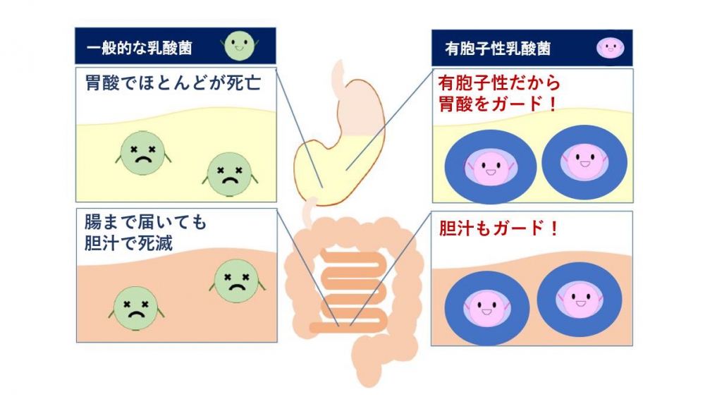 図1:生きて腸まで届くライラック乳酸菌