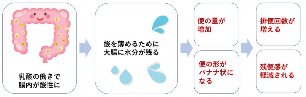 図１:排出しやすい便をつくるメカニズム　ライラック乳酸菌